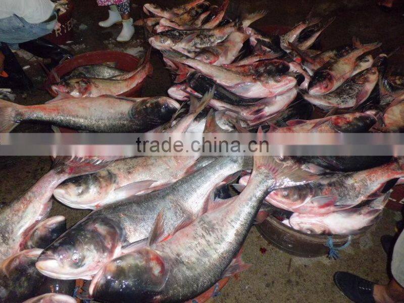 Whole Round Frozen Asian Carp