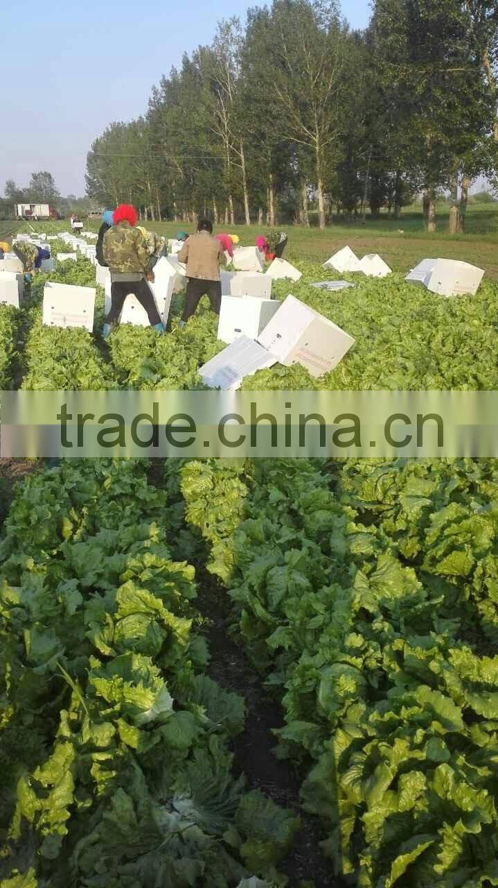 zhangbei Lettuce
