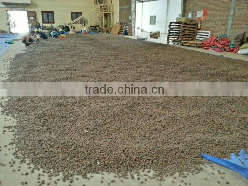 VIETNAM SCAPHIUM SCAPHIGERUM