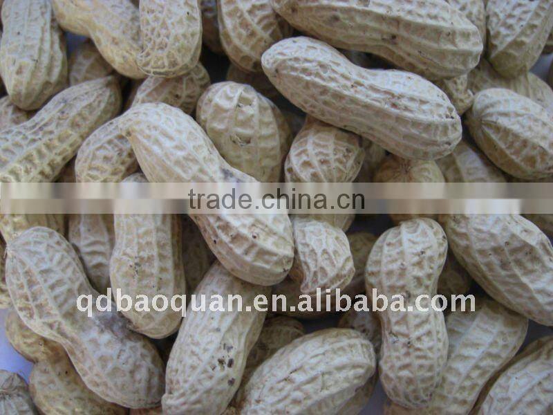 Peanut in Shell (Large Size)