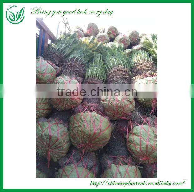 Outdoor Palm Plants