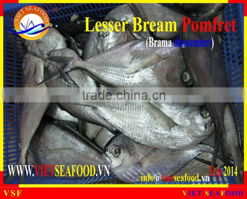 FROZEN LESSER BREAM POMFRET W/R