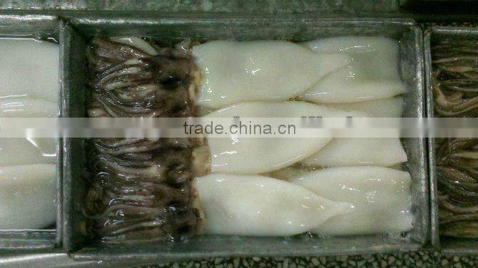 Frozen Squid Tentacle and Tube