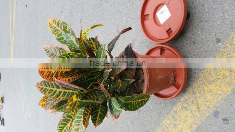 Bulk buy new product garden used removable plastic plant tray with wheels