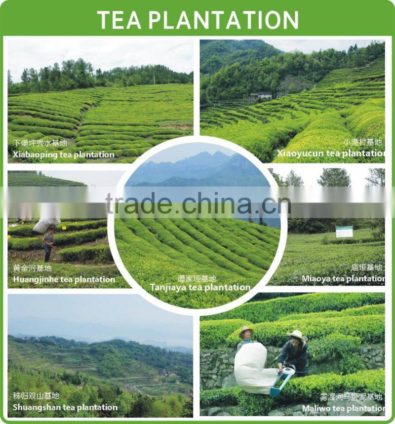 tea polyphenols