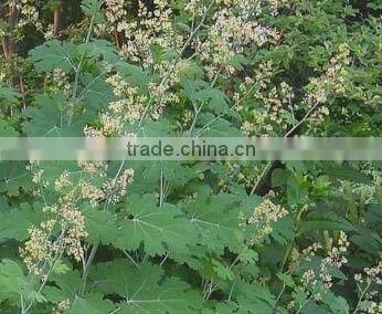 Best supplier Macleaya cordata Extract 60% 80% alkaloids