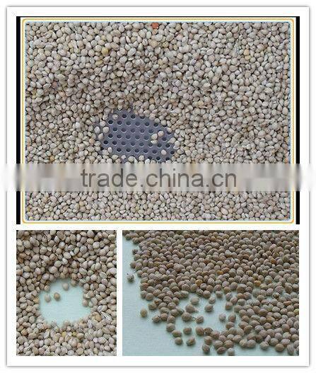 GREEN MILLET IN HUSK FOR BIRD FEEDS