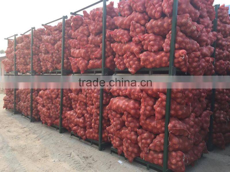 Yellow Onion Red Onion Specification Fresh