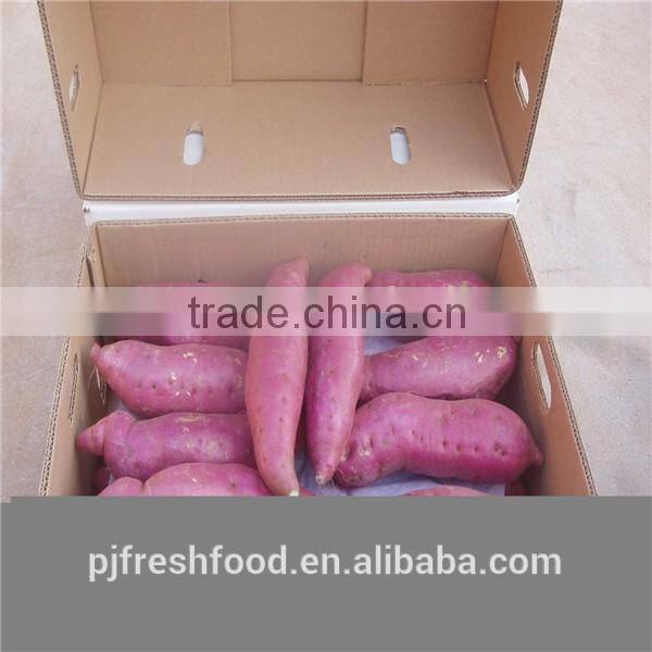 Fresh Sweet Potato Yellow Potato