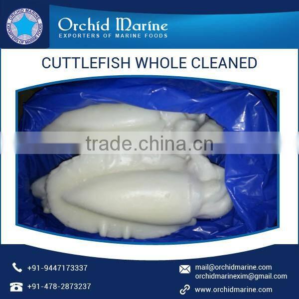 Frozen Baby Cuttlefish Whole Cleaned from Seafood Distributor