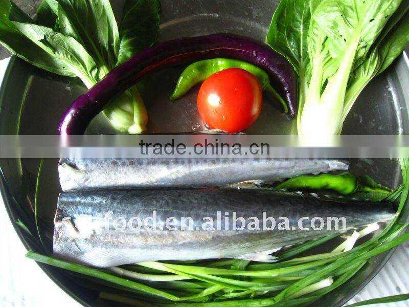IQF spanish mackerel section skin-on