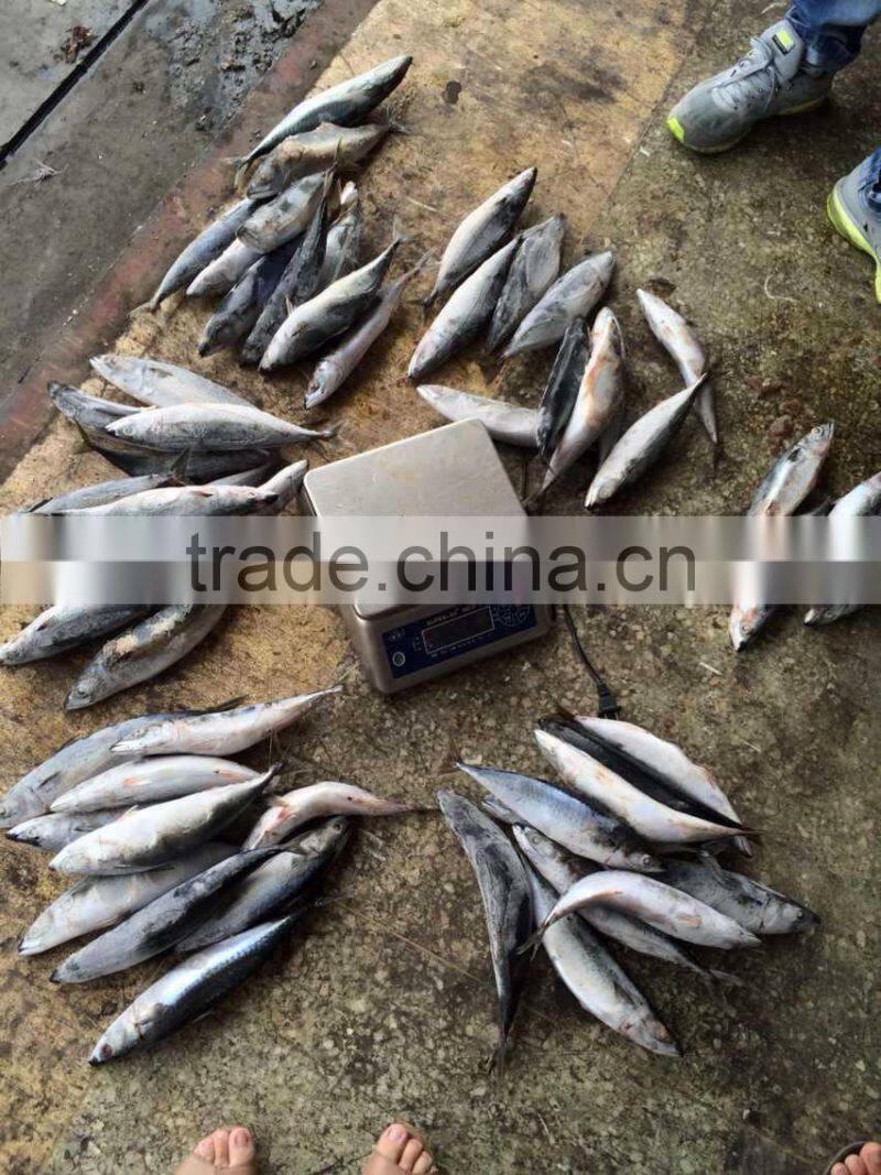 mackerel ice fish