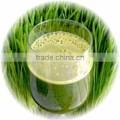 GradeOne Natural WheatGrass Powder Bulk Supplier