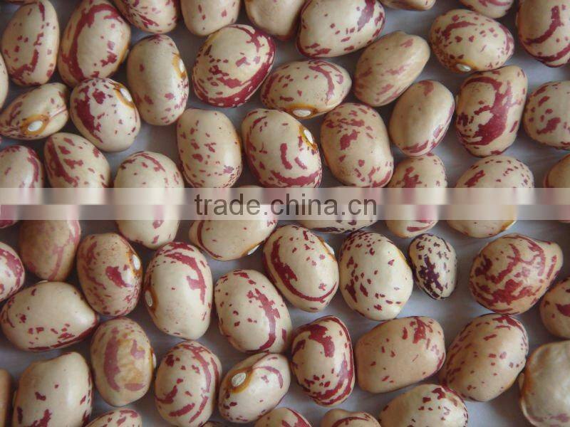 Light speckled kidney beans new crop