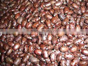 Soybean mini oil mill/mini oi press