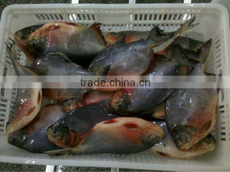 red pacu fish