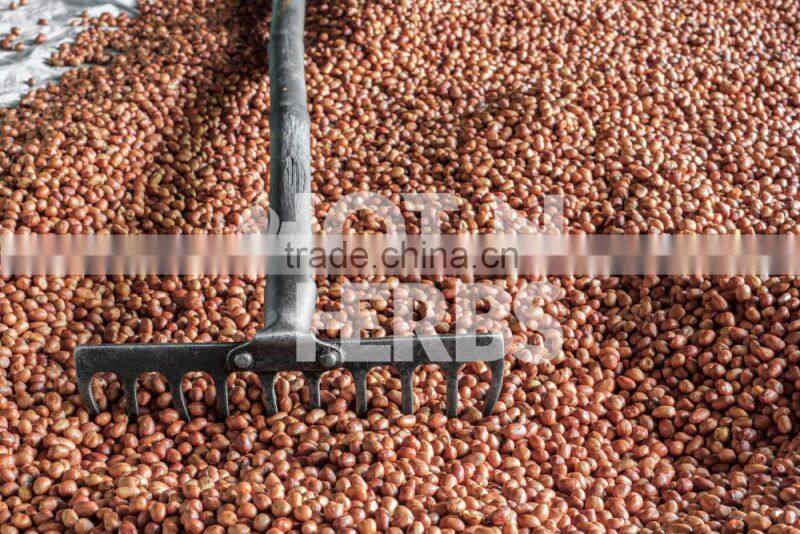 Most Trusted Dealer Supplying Organic Raw Peanuts at Leading Market Rate