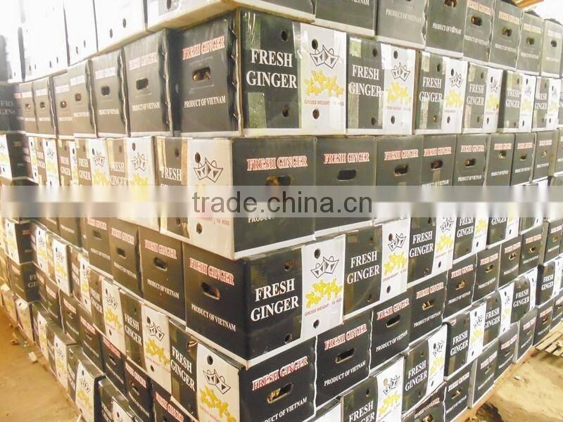 VIET NAM FRESH GINGER NEW HAVEST 2016