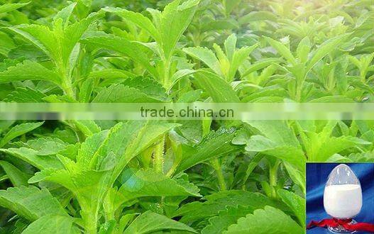 2014 Certified Manufacturer SinoBNP Supplies Best Quality &100% Natural Stevia Extract-natural stevia plant extracts