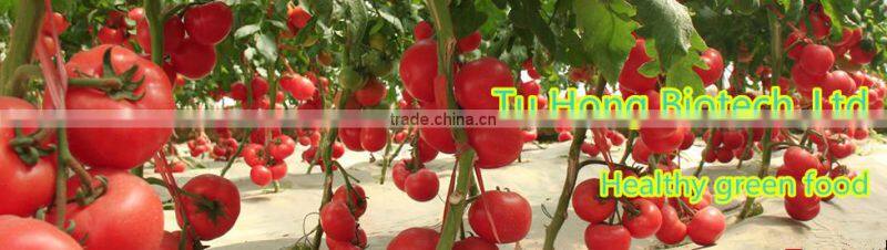 High Yield Determinate Tomato Seeds with good Disease Resistance
