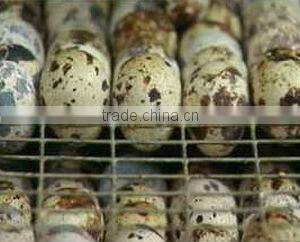 Low Damage Rate Low Price egg shelling machine For Canned Food Factory Use Egg ,Quail Egg Shelling Peeling Sheller Peeler