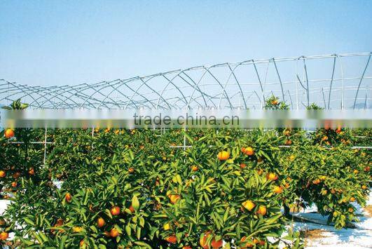 Single span PE film Greenhouse film for Orange growing