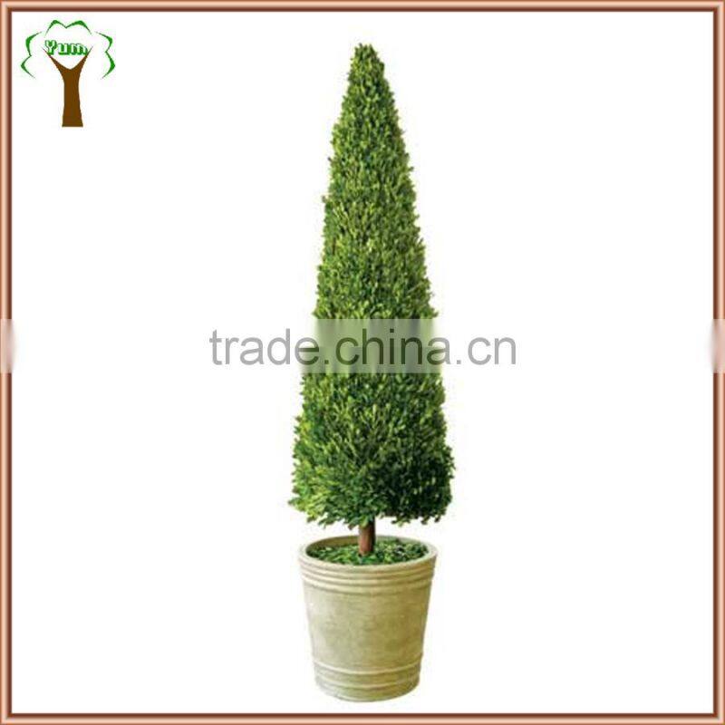 boxwood cone topiary preserved in 43'' tall