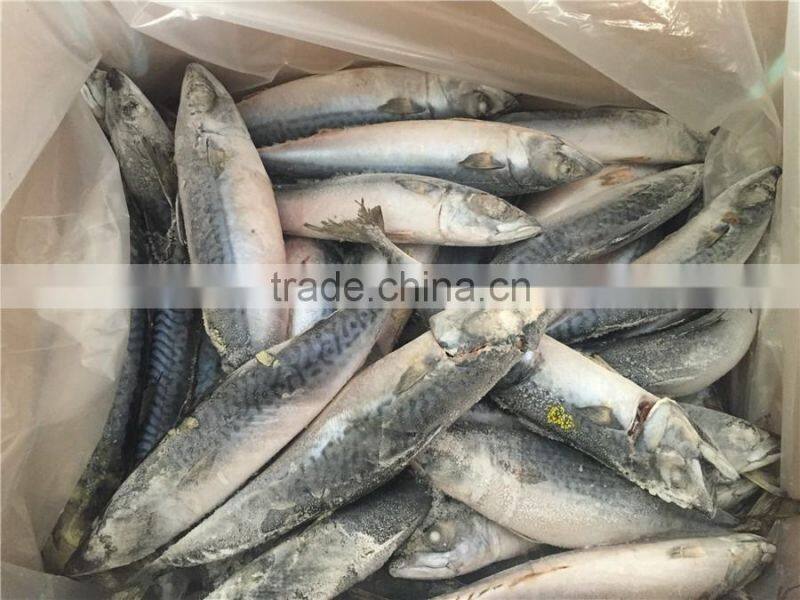 WR BQF frozen pacific mackerel 200-300g