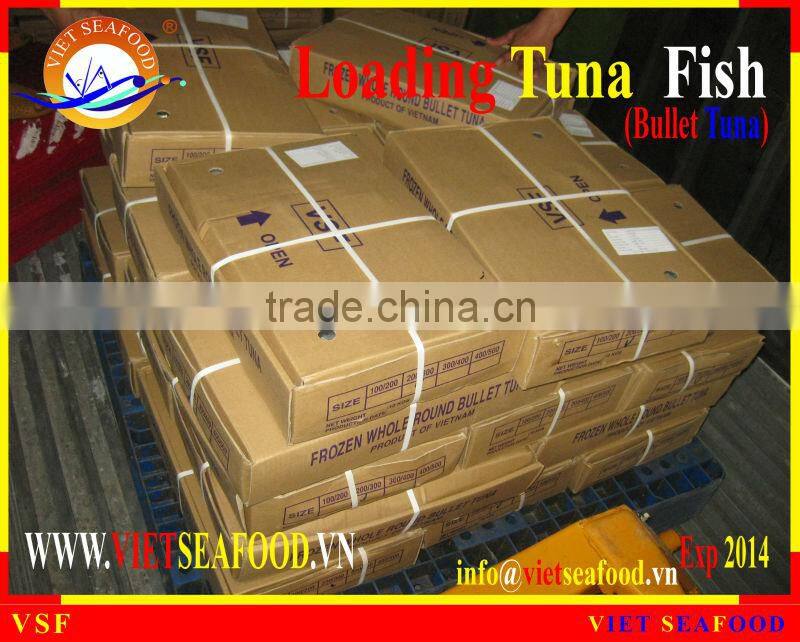 LOADING WHOLE ROUND BULLET TUNA