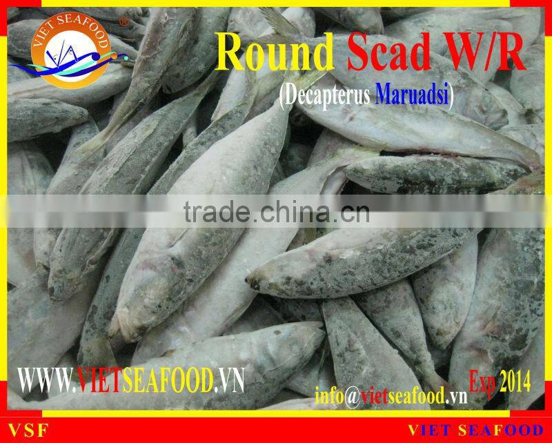 FROZEN ROUND SCAD WHOLE ROUND