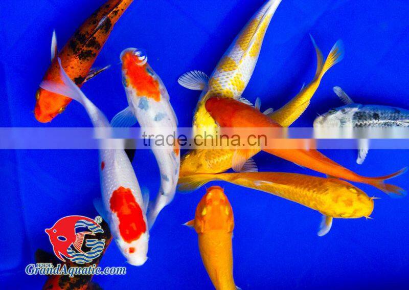 Koi fish bleeding farm and export from Thailand