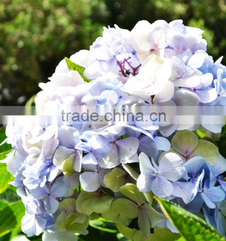 Fashionable hot sale hydrangea bridal flower