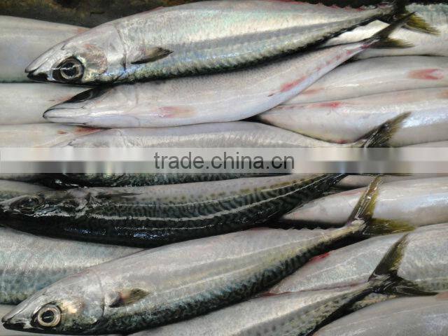 Frozen mackerel
