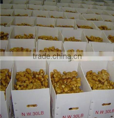 2016 hot sale the lowest price ginger