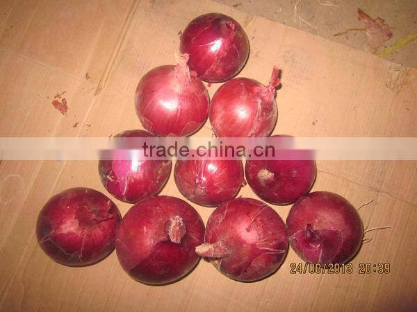 Fresh Onion Market Price
