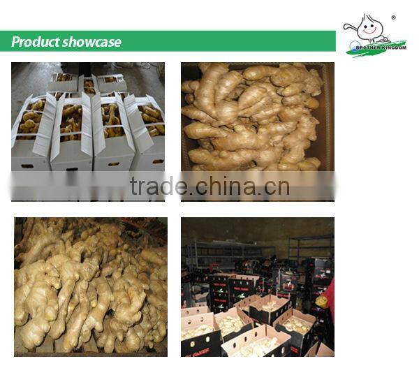 China fresh ginger /Fresh ginger/Ginger