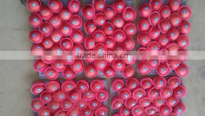 mature natural red apple wholesale fuji apple china with fresh apple price