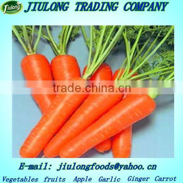 Chinese Hot-selling fresh carrot