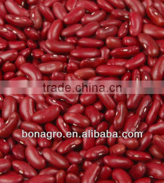Chinese 2012 crop Dried Dark Red kidney bean, british type