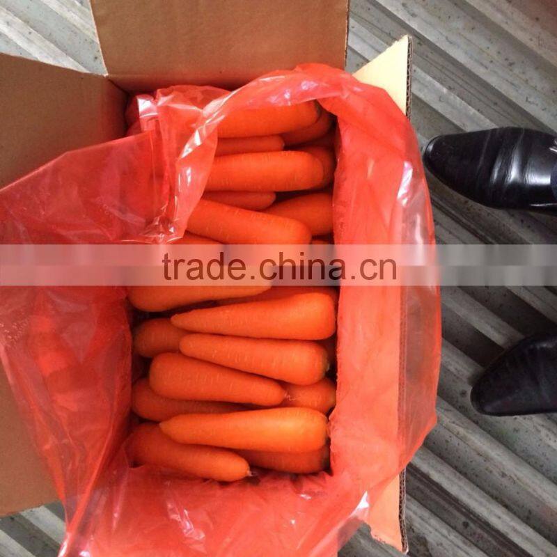 VIETNAM FRESH CARROTS CHEAP
