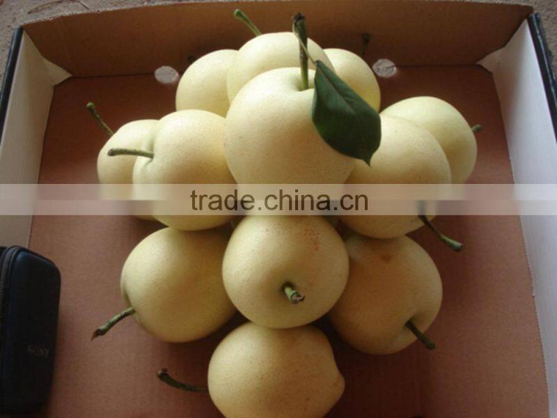 2015 new crop fresh pears bulk purchase