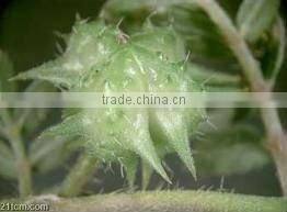 China Qingdao BNP Supplies Best Quality tribulus terrestris extract powder 70% saponins