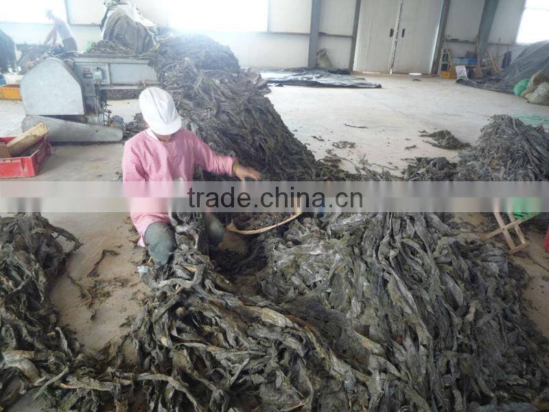 Top selling grade A dried shredded kelp