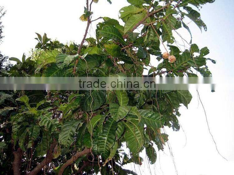 The landscape tree Barringtonia asiatica seedling