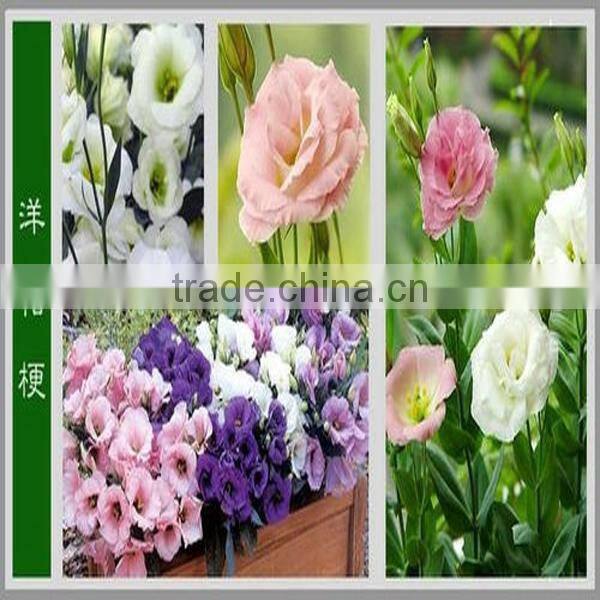 High Quality Fresh Cut Flowers Eustoma from Flower Plating Base