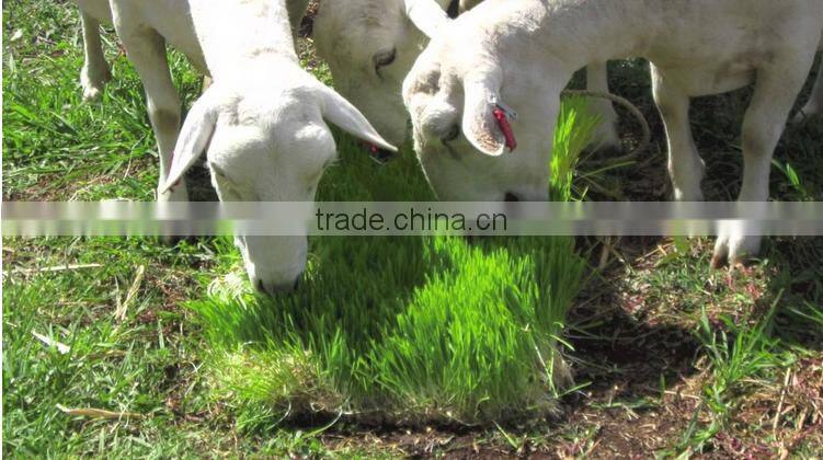 high quality fodder growing system machine