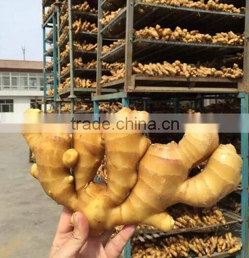Fresh Ginger supplier