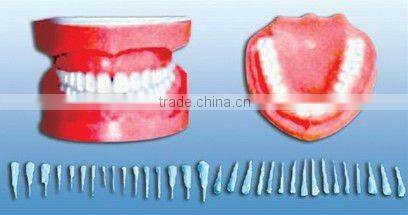 pathology Transparent teeth model