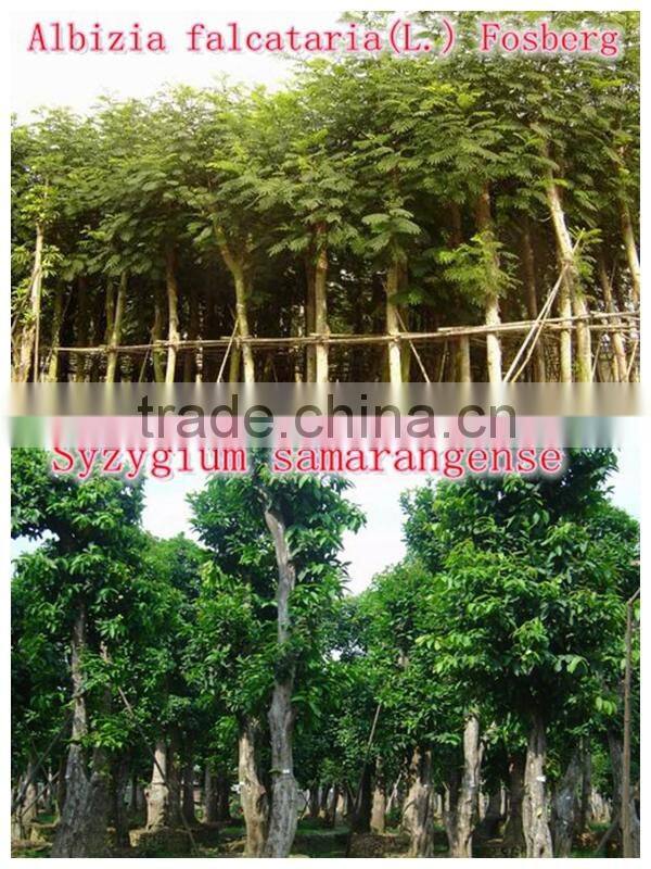 Outdoor Landscaping tall Ornamental green decorative Plants