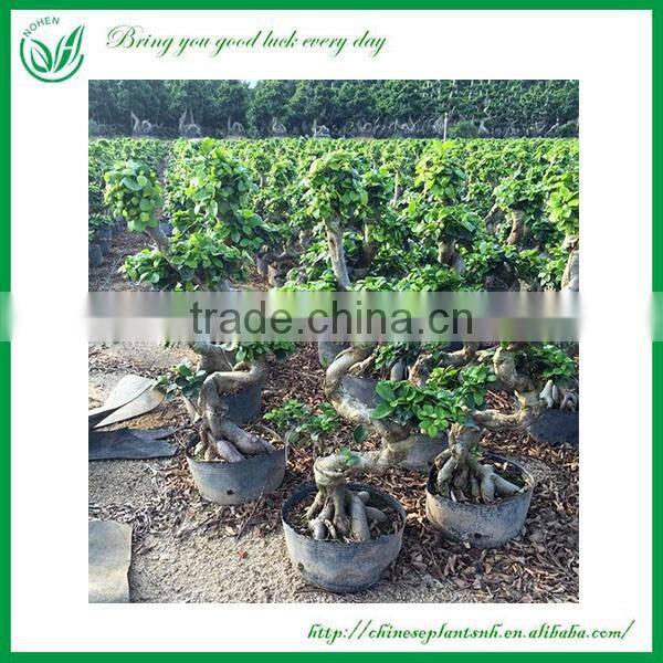 Indoor and Outdoor Plant Ficus Bonsai